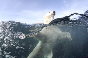 Zur ARTE-Sendung Schwerpunkt: Ernstfall Klima +- 5 Meter 1: Schwimmender Eisbär, Nunavut, Kanada © Joe Bunni Foto: ZDF Honorarfreie Verwendung nur im Zusammenhang mit genannter Sendung und bei folgender Nennung "Bild: Sendeanstalt/Copyright". Andere Verwendungen nur nach vorheriger Absprache: ARTE-Bildredaktion, Silke Wölk Tel.: +33 3 881 422 25, E-Mail: bildredaktion@arte.tv